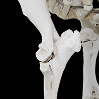肘関節の写真（1-3）サムネイル