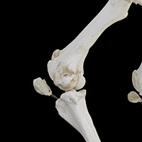 大腿膝蓋関節の写真（3-3）サムネイル
