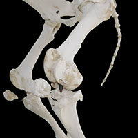 大腿脛関節の写真（1-3）サムネイル