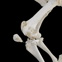 大腿脛関節の写真（2-3）サムネイル