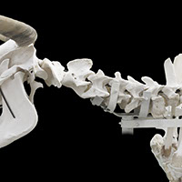 牛の部位の名称 | 骨格