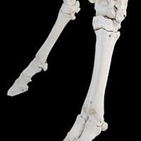 中足骨の写真