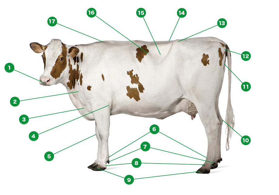 牛の外貌図