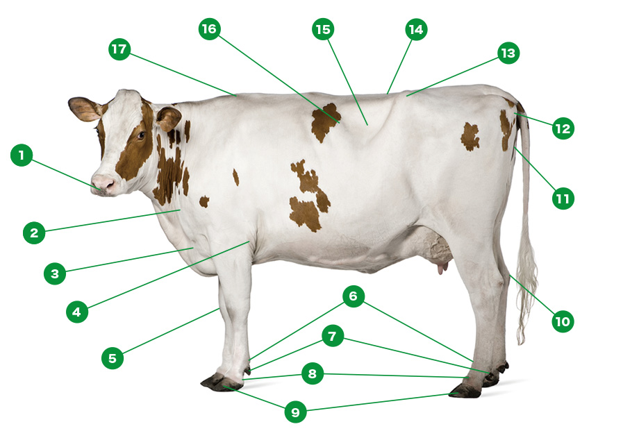 牛の部位の名称 外貌