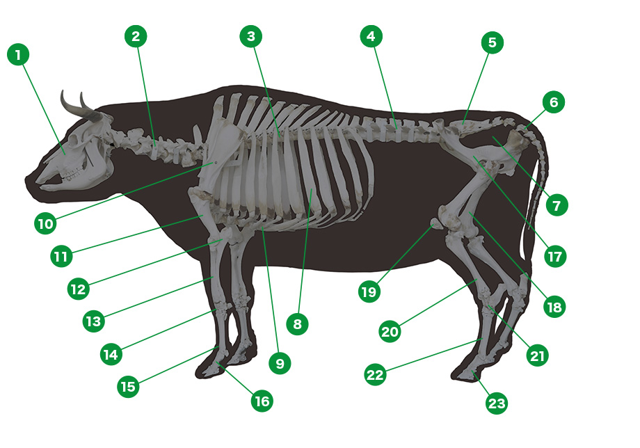 牛の骨格図