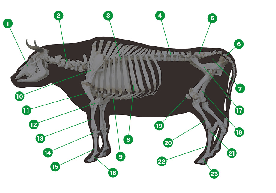 牛の部位の名称 骨格