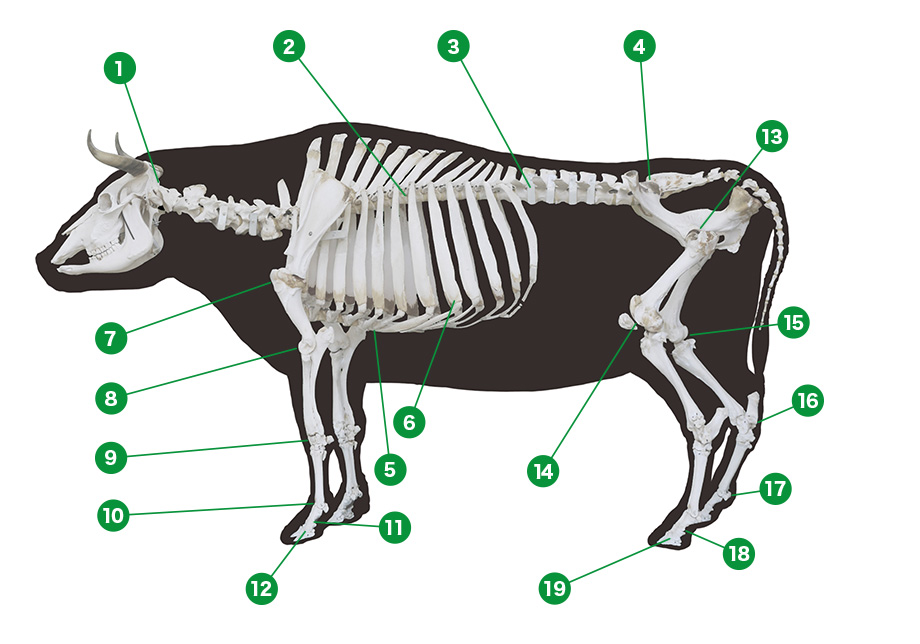 牛の関節図