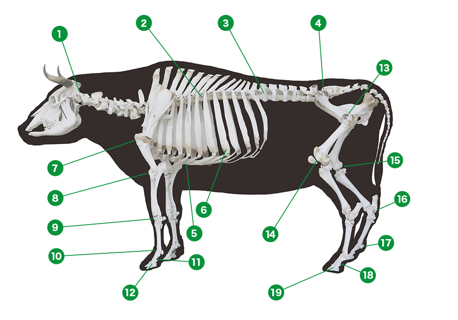 牛の部位の名称 関節