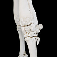 前膝の写真（骨格）